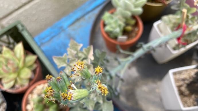 多肉の子株を植えてみた