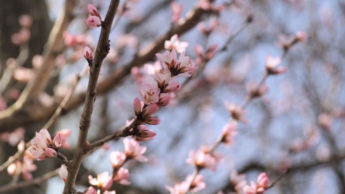 ★魯桃桜と旧開智学校 2022