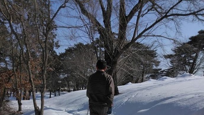 T公園メイプルシロップ樹液採取