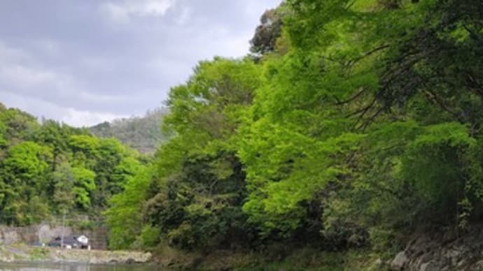 清流の錦川=道の駅ピュアラインにしき=辺りに行ってきた