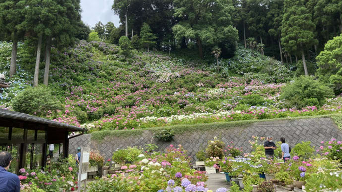 茂原市の「服部農園あじさい屋敷」に紫陽花を観に行く
