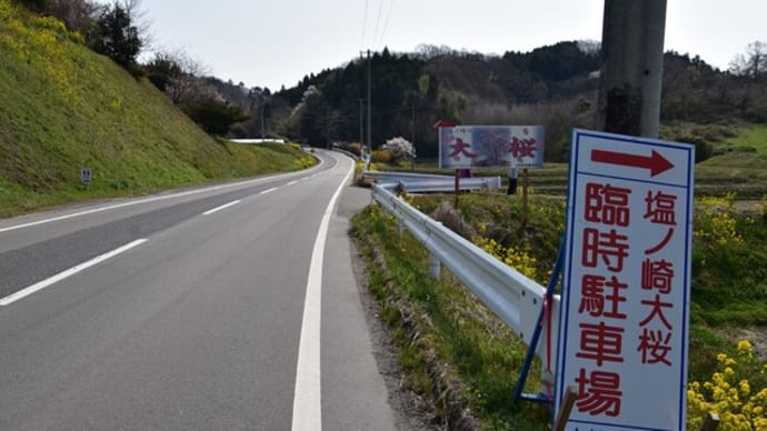 「塩ノ崎の大桜」に私も行ってきました。