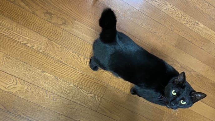 トノ、ごはんちょうだい。
