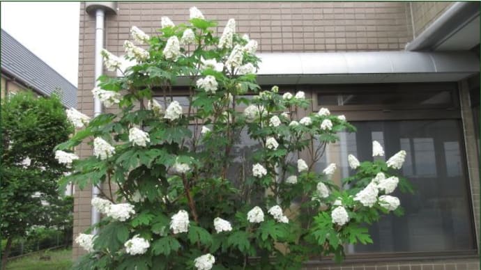 ご近所散歩Ⅱ