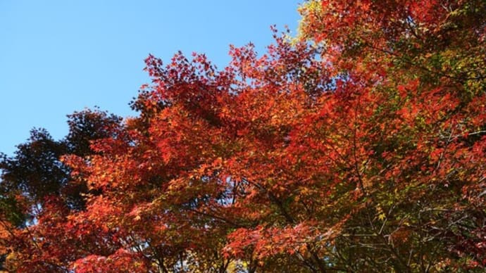 泉自然公園の紅葉①