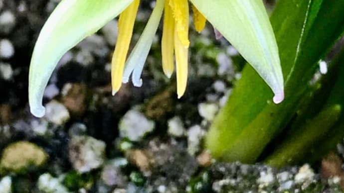 カタクリの花が咲きました。