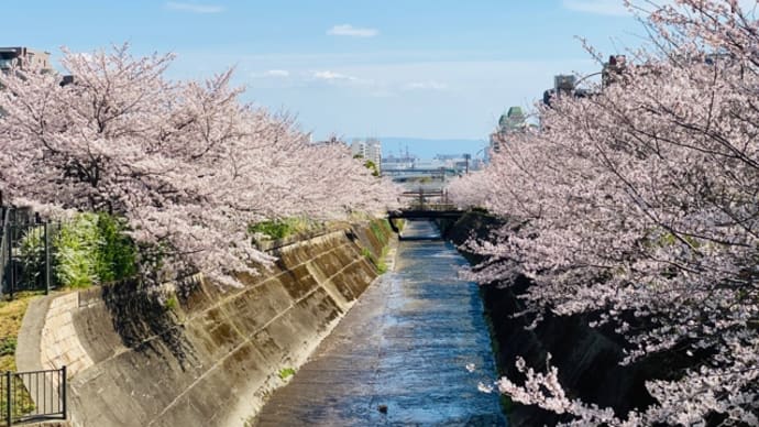 生田川の桜