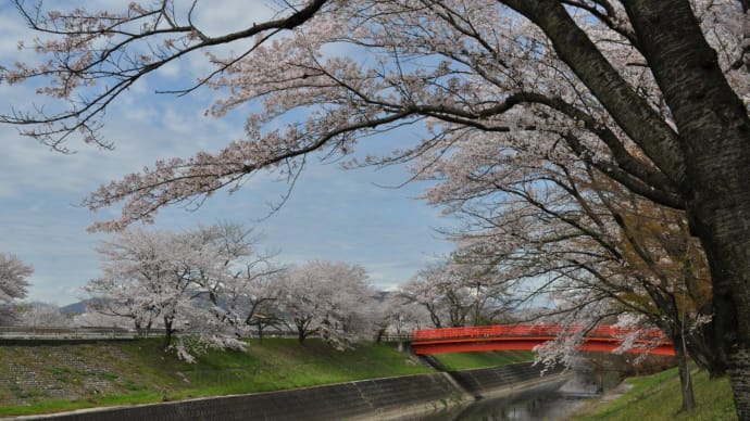 新境川桜