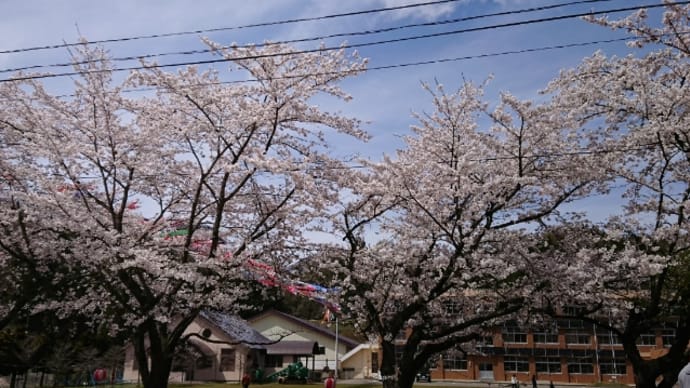 北塩原村生涯学習センターの桜