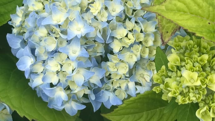紫陽花咲くガソリンスタンド