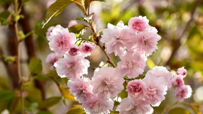 八重桜   開花   北海道