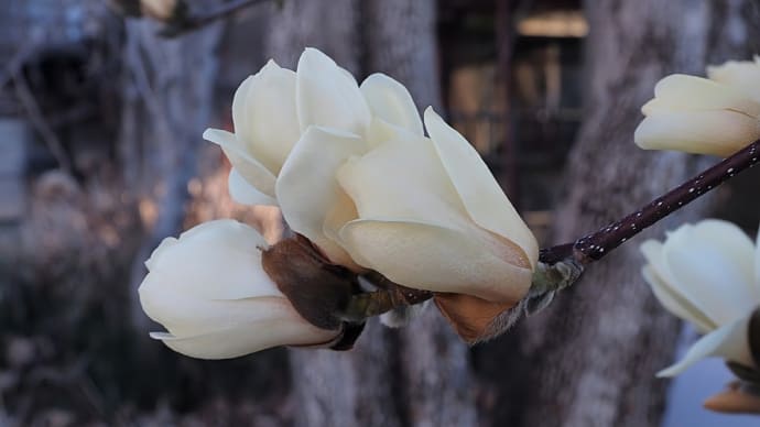 ★春の花が咲き嬉しい季節