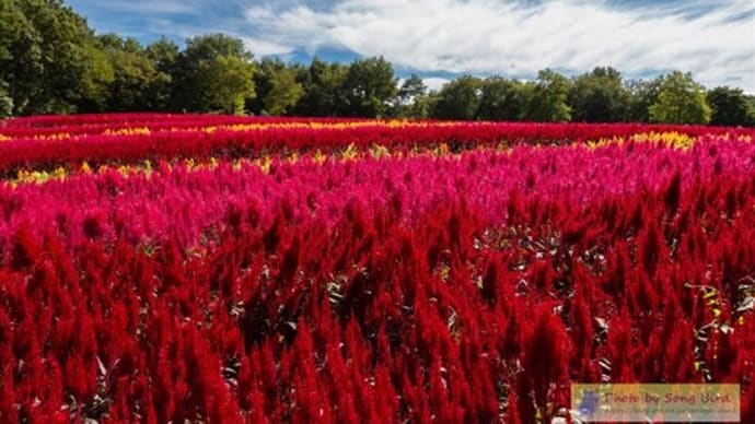 羽毛ゲイトウの花畑
