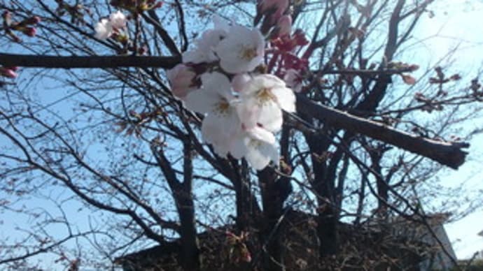 桜が咲いた！