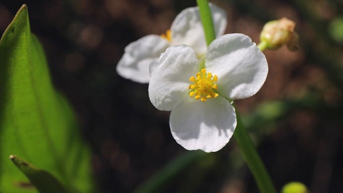 アギナシ? オモダカ? - 秋の水田雑草 3