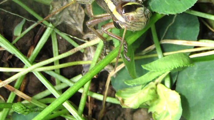 ツチイナゴ交尾240713