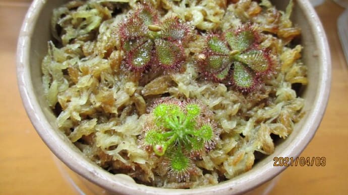 目玉おやじ出現?!