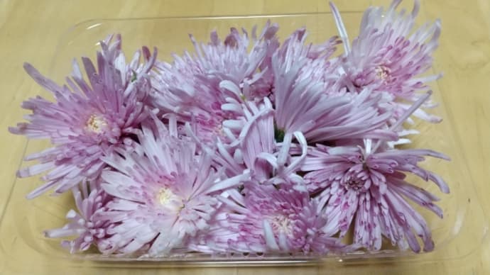 食用菊「かきのもと」