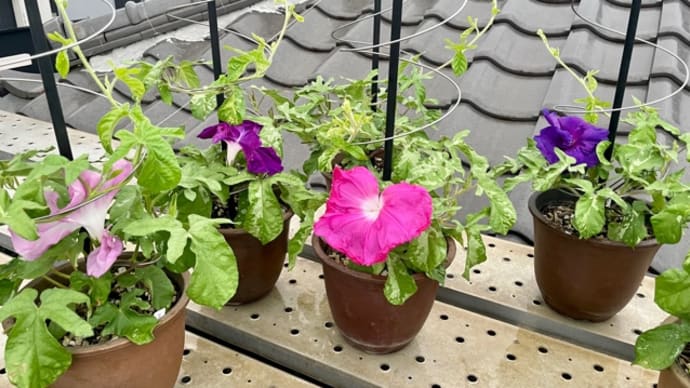 やっと花菖蒲の株分けしてみました
