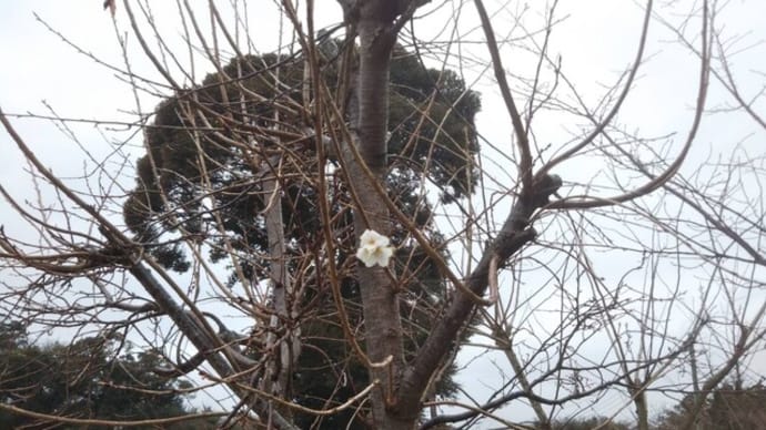 桜が咲きました