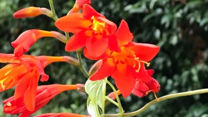 庭の花 (ヒメヒオウギズイセン)