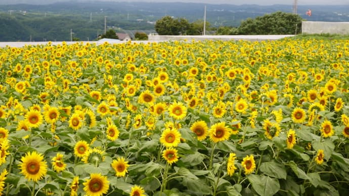 ひまわり畑、野辺山宇宙電波観測所、川上村