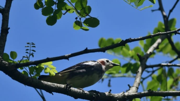 頭を搔く野鳥たち コムクドリ