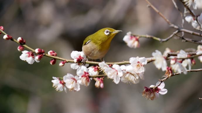 今年も逢えるかな、梅ジロー😊