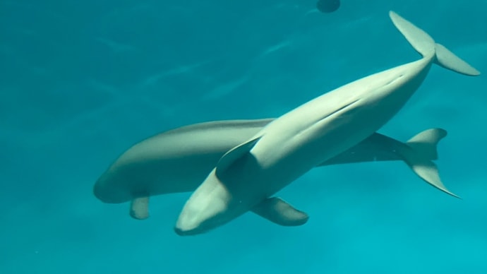 宮島水族館でスナメリと出会う