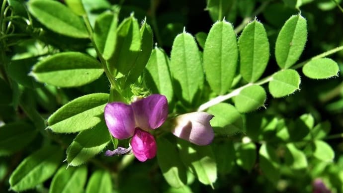 カラスノエンドウ(烏豌豆)スズメノエンドウ(雀豌豆)カスマグサ(かす間草)とレンギョウ(連翹)