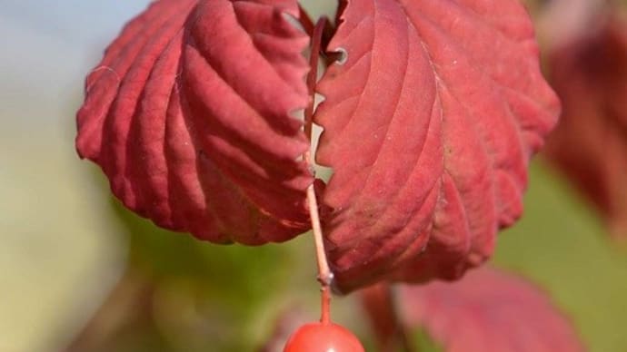 「オトコヨウゾメ」の花と実 (2)秋の果実