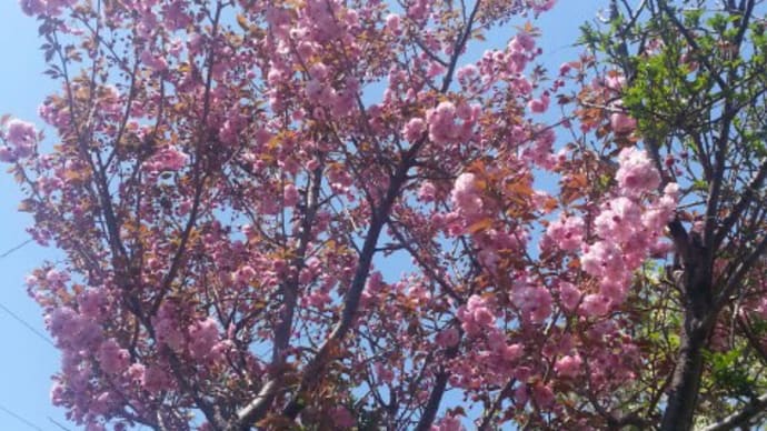 八重桜 開花