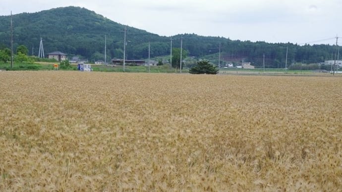 麦刈りの頃