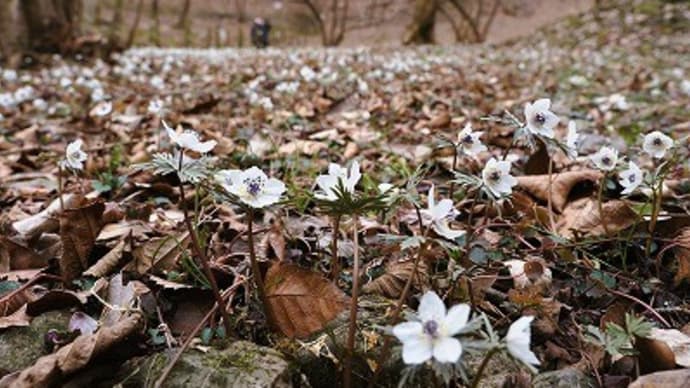 小鹿野町両神 節分草園①