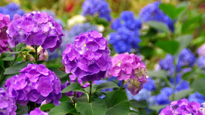 加茂荘花鳥園のアジサイ その2