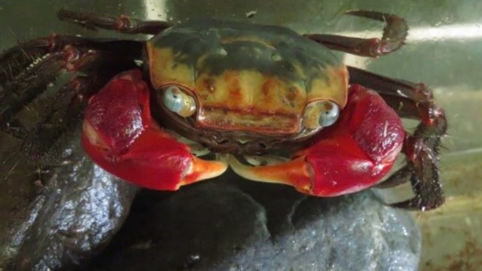 海の生き物ギャラリー（27）　赤手蟹