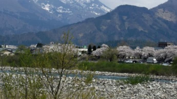 ★JR越美北線と「えちぜん鉄道」の桜