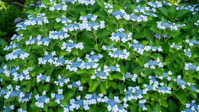 権現堂公園の紫陽花 その35
