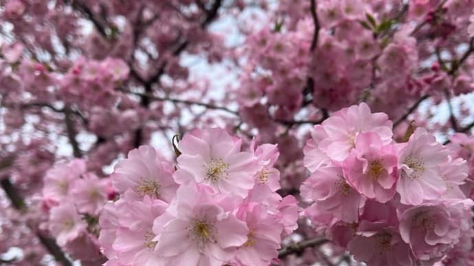 赤城山の春