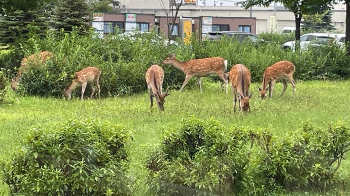 病院の待合室にて…エゾシカと会う