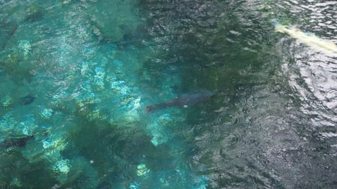忍野八海