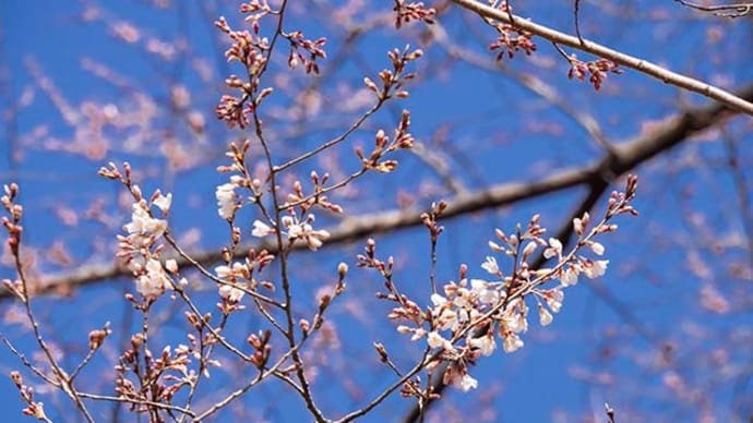 薄墨桜が咲き出した