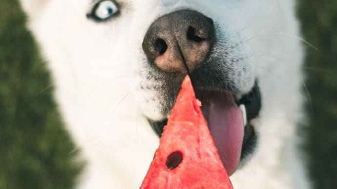 🍉衝撃映像🍉・・・バラエティ番組 収録中に痛すぎる事故 =スイカ篇=