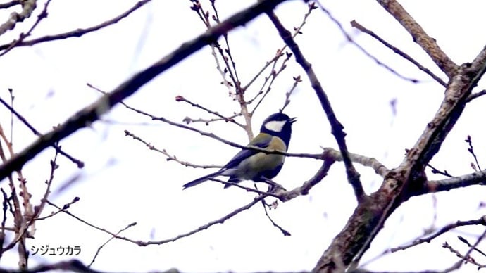 02/22探鳥記録写真:狩尾岬の鳥たち(ミサゴの飛翔、シジュウカラ、イソヒヨドリ、ウミネコ、)
