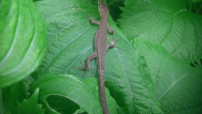 ニホンカナヘビ