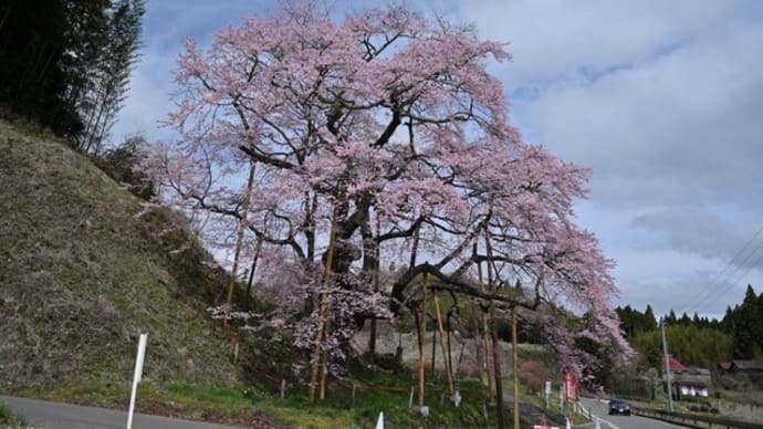 No.900 桜速報~是哉寺の地蔵桜・壁須のしだれ桜・地蔵桜・五斗蒔田のしだれ桜~