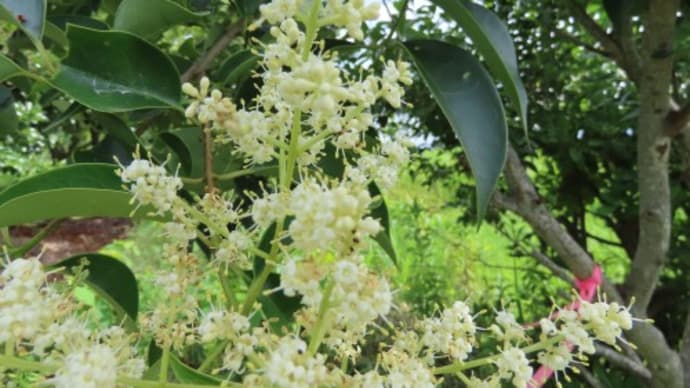 トウネズミモチの花