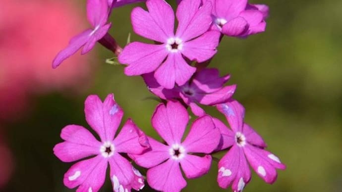 鉢植えの「日本桜草」(1)「橋弁慶」