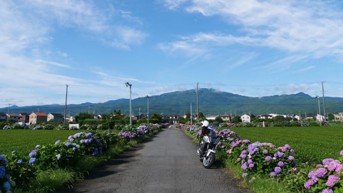 梅雨の晴れ間のアジサイロードを往く