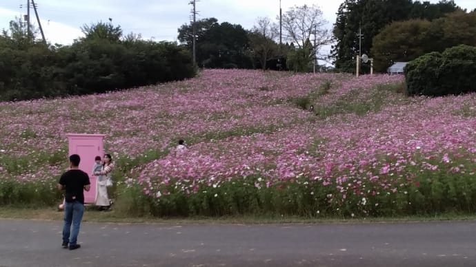 2024/10/27 お馬さんの堆肥で育ったコスモスが満開。